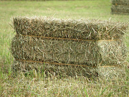 山东草捆和饲料混合喂养的全面分析!