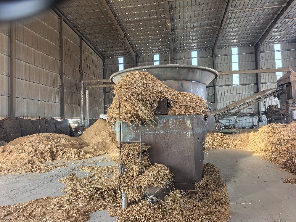 山东牛羊喂养麦草的方法和注意事项!