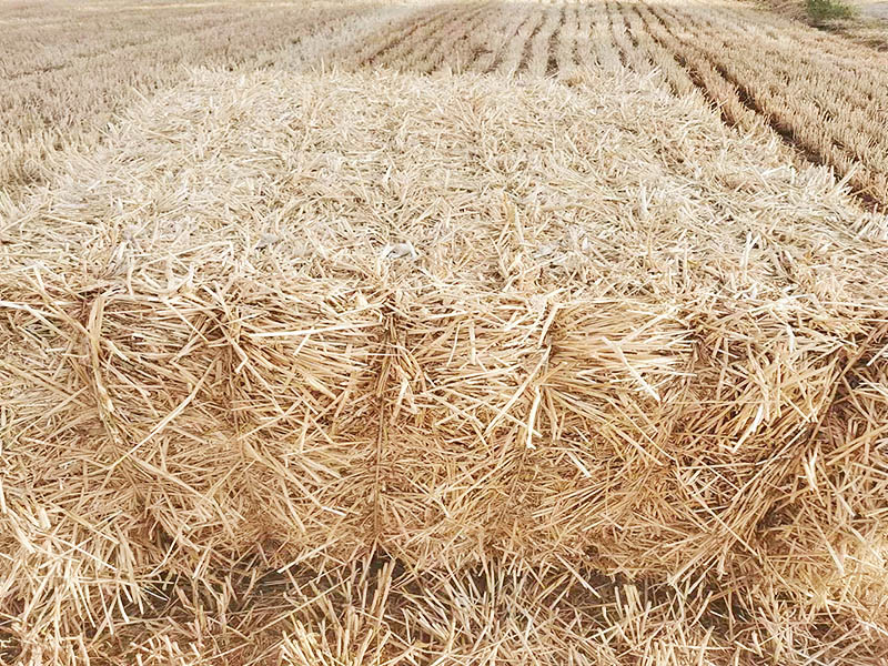 山东秸秆草料