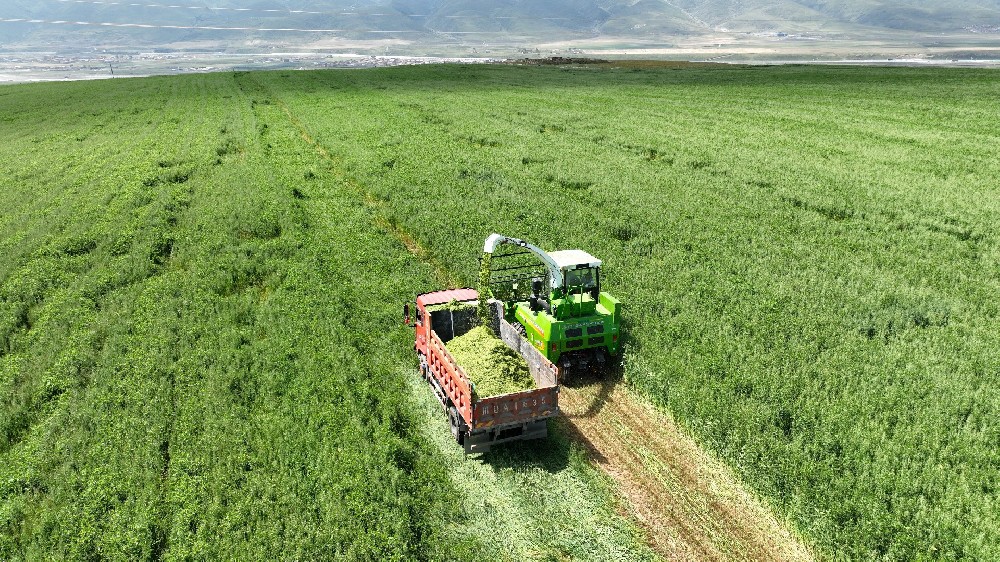 山东养牛以青草为主的季节不宜添喂尿素!